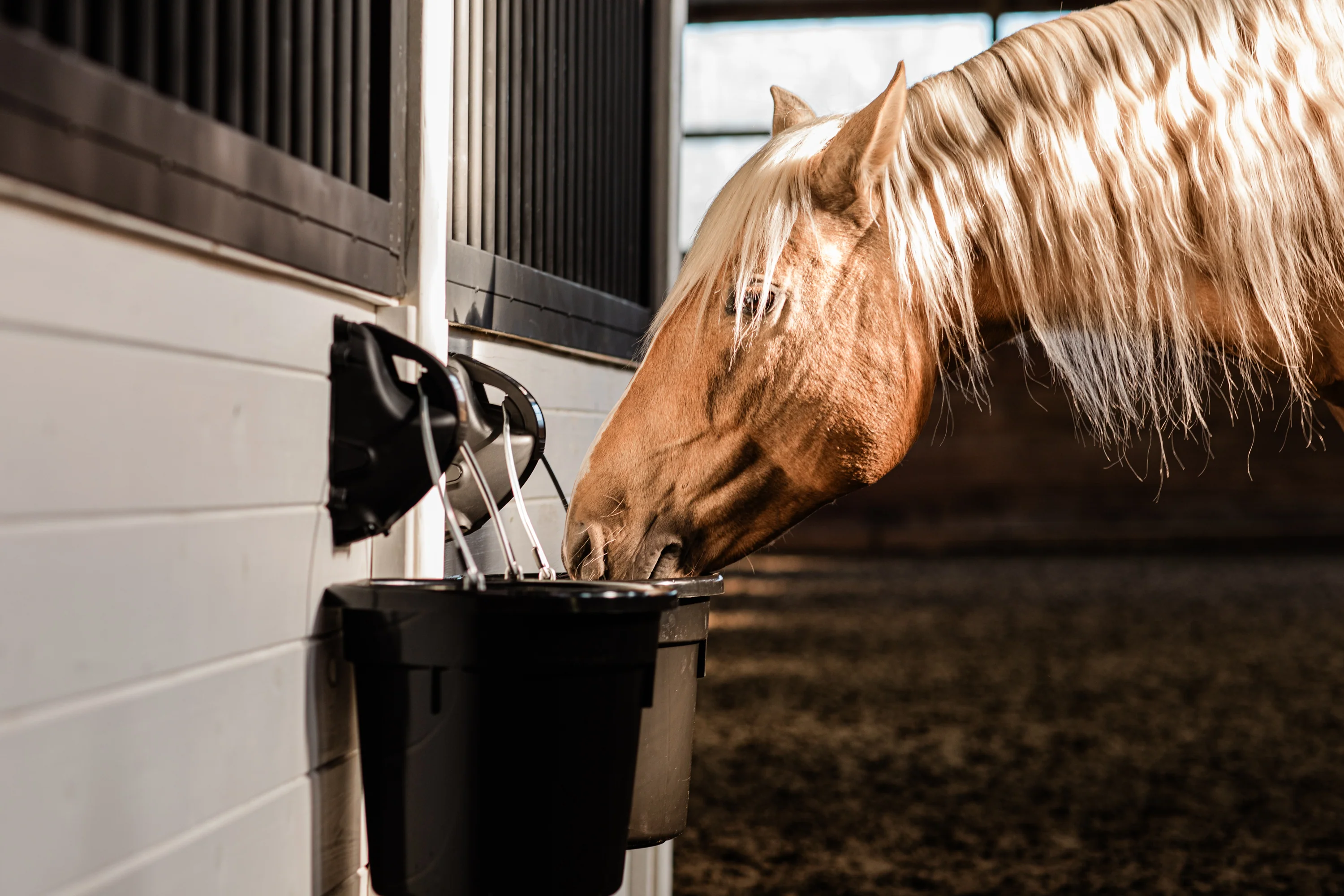 Horse drinking water at the barn